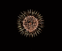 Chrysanthemum Firework Effect